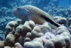 Hawfish posing for a photo. Maui, Hawaii. by Lisa Lappe 